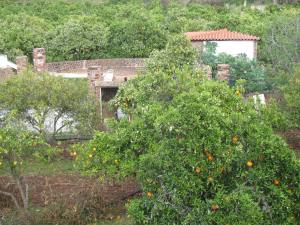Orange trees everywhere - a farmhouse near the town of Silves.