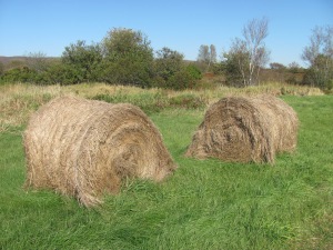 Lots of hay farming on the dyke land,