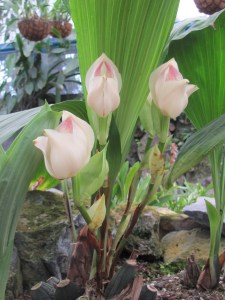 One of hundreds of species of orchids grown in Ecuador.