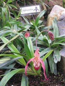 Another strange looking species.