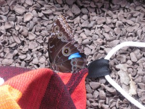 The Blue Morpho