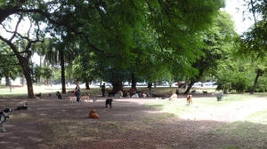 Dogs with their sitters hanging out in a local park.