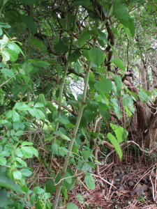 Godzilla creeping into our lilac trees - before cutting back.