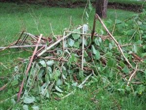 It's cut but now how to dispose of it is the problem?