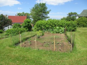 The garden about a month ago.