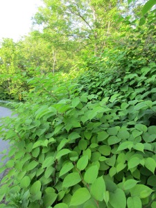 The Japanese Knotweed or "Godzilla" along side our road.