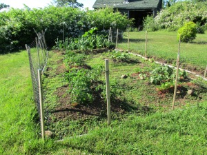 My garden as it is today. Hard to tell the vegetables from the weeds.