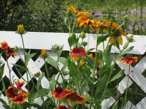 Black-eyed Susans in one of my flower beds.