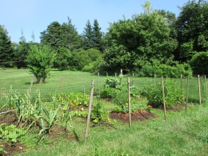 Veggie garden.